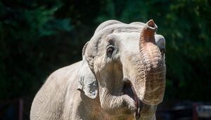 Point Defiance Zoo remembers beloved elephant ‘Suki’