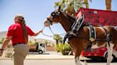 Here’s where to see Budweiser Clydesdales in Fort Worth ahead of MLB All-Star events