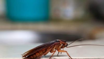 Dead Cockroach Found in Sambar at 5-star Hotel in Ahmedabad; Kitchen Sealed for 48 Hours - News18