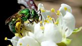 Gardening for You: World Bee Day