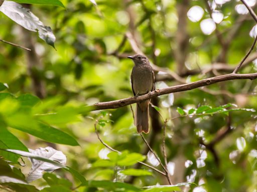 San Diego Zoo Captures the Call of ‘Loudest Bird in Nature’ and It’s Fascinating