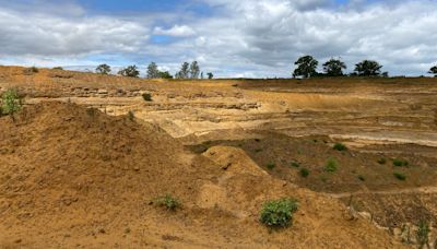 Plant species recorded in Bedfordshire for first time in restored quarry land