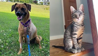 Meet the North Jersey adoptable pets of the week for July 26: Peter Pan and Vera