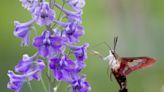 Nature: How to spot, attract hummingbird clearwing moths in Ohio