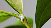 How to Get Rid of Mealybugs on Indoor and Outdoor Plants