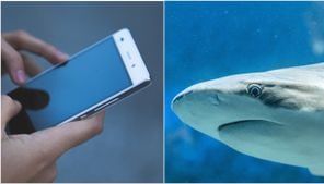 New bill aims to create notification alerts on phones after shark attacks