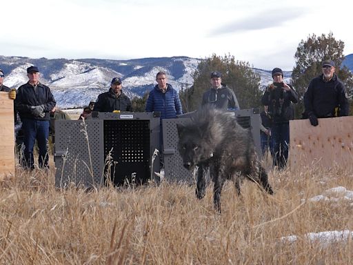 Polis addresses latest wolf depredation in Colorado