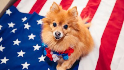 8 Ways to Keep Your Pet Safe on July 4th, According to an Expert