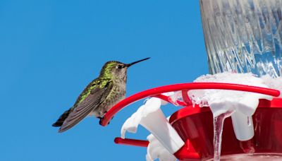 Here's How to Tell When Your Hummingbird Feeder Should Come Down