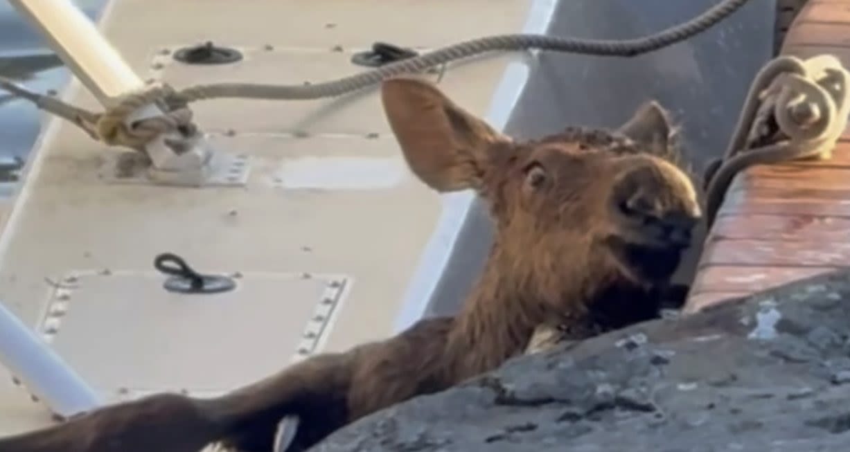 Watch: Baby moose trapped in Alaska lake saved by man and police as worried mom watches