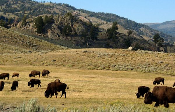 Yellowstone Tourist Injured And Arrested After Allegedly Kicking Bison