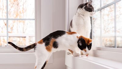 Homeowner Sends Neighbor a Note — and Asks Them to Not Let Cats Look Out the Window