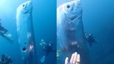 Video: Divers encounter giant 'doomsday fish' of Japanese legend off Taiwan coast