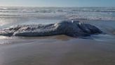 What is this bizarre, hairy, ‘globster’ found on Oregon shore? Experts have an answer