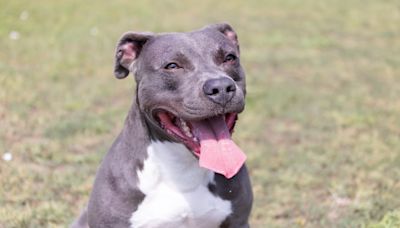 Proud Pitbull Owner Showing Off His Dogs to Stranger Is Warming Hearts Across the Globe