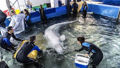 Rescatan con éxito a dos belugas de acuario de Ucrania y las trasladan a Valencia (España)