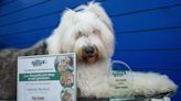 Pawfect pet groomers fetch top award