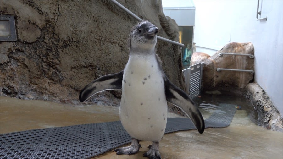 Oregon Zoo penguin chick takes first swim