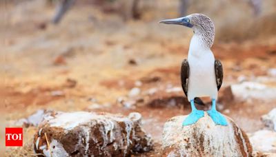 Everything you need to know about blue-footed birds and what makes them so unique - Times of India