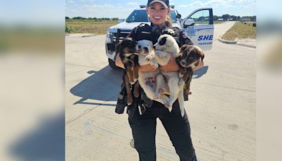 Deputies save 8 puppies from 100-degree heat