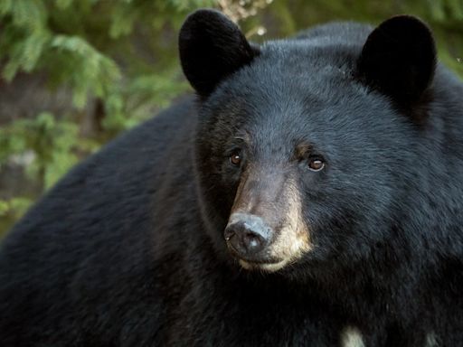 Black bear found dead in plastic bag in Arlington