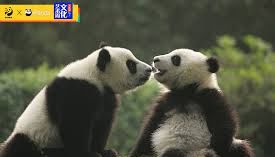 兩岸國緯情》台灣能否善用熊貓魅力緩和緊張局勢 | 蕃新聞