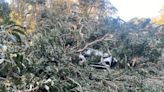 Huge tree topples onto cars — and power line — at iconic California park, trapping 11