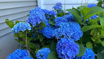 Hydrangeas are 'going gangbusters' in CT, northeast. Here's why the flowers are more common this year, experts say.