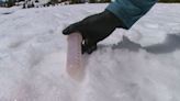 What is pink snow? Researchers answer your pink snow questions