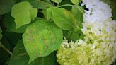 10 Hydrangea Diseases: How to Identify and Treat Them