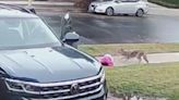 Video shows coyote attack toddler in broad daylight