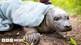 Baby seal found in park in Wickford after getting lost upstream