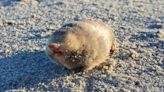 A blind mole that swims through sand has been rediscovered after nearly 100 years