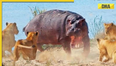 Viral video: Lone hippopotamus charges at a pride of lionesses, what happens next will shock you