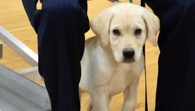 The 'Iceman' Cometh: Therapy dog with cool name joins sheriff's office