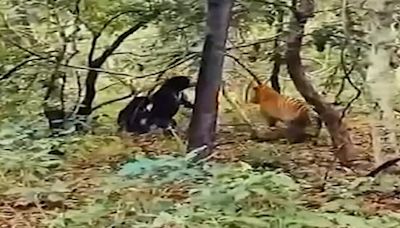 Video | Bear Fights Off Tiger To Save Cub In Maharashtra's Chandrapur