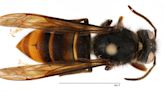 Killin’ cousins: ‘Murder hornet’ kin found in U.S. for first time