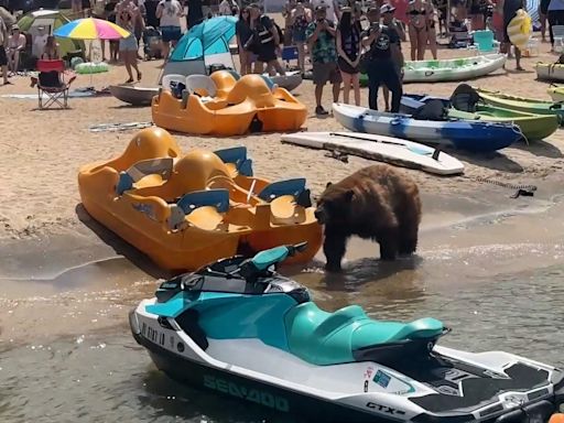 Video captures big black bear's casual stroll across crowded California beach