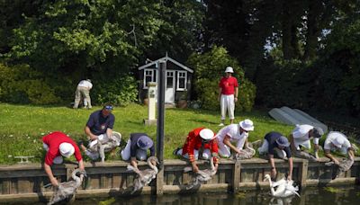 Swan Upping 2024: what and when is the royal River Thames tradition?