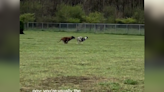Dog thinks he's the fastest at the park, then a "malligator" turns up