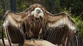 Decline population of vulture in India led to the 500,000 human deaths, costed nearly $70 billion, 5 lakh