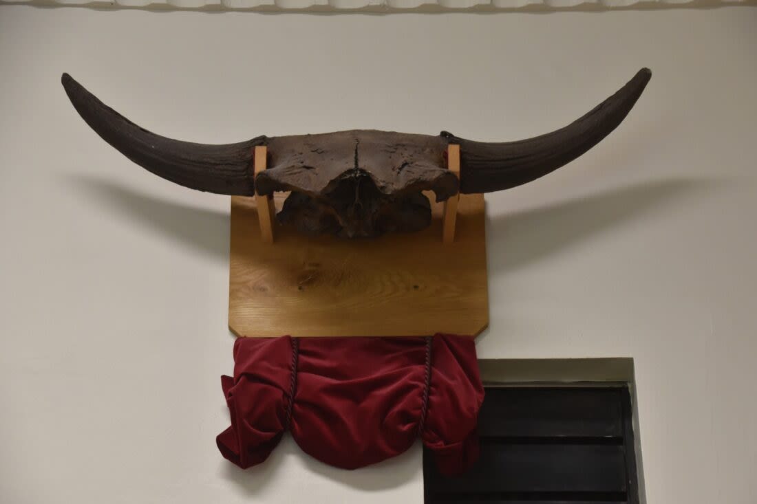 Ancient bison display is a cold case solved | News, Sports, Jobs - Times Republican