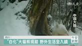 不是北極熊 四川發現"白化"大貓熊