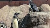 African penguins hatched at National Aviary join the colony with new names