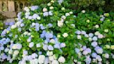 Are Your Hydrangeas Drooping? This Gardening Pro Shares How to Fix It