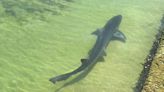 Tubarões fêmeas de espécie ameaçada de extinção conseguem se reproduzir sozinhas na Itália