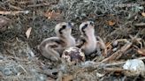 The volunteers behind the Savannah Nest Cam and their online connections to birders