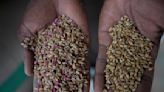 Climate and violence hobble Nigeria's push to rely on its own wheat after the hit from Russia's war