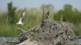 Conservationists try to protect ecologically rich Alabama delta from development, climate change