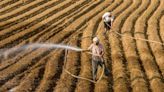 China's record heat and heavy rain raise food security concerns